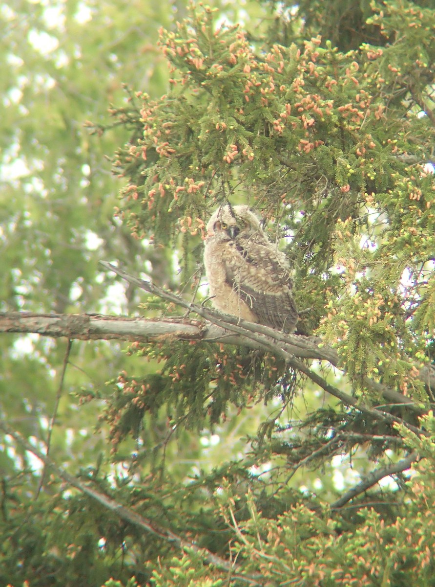 Great Horned Owl - ML620040059