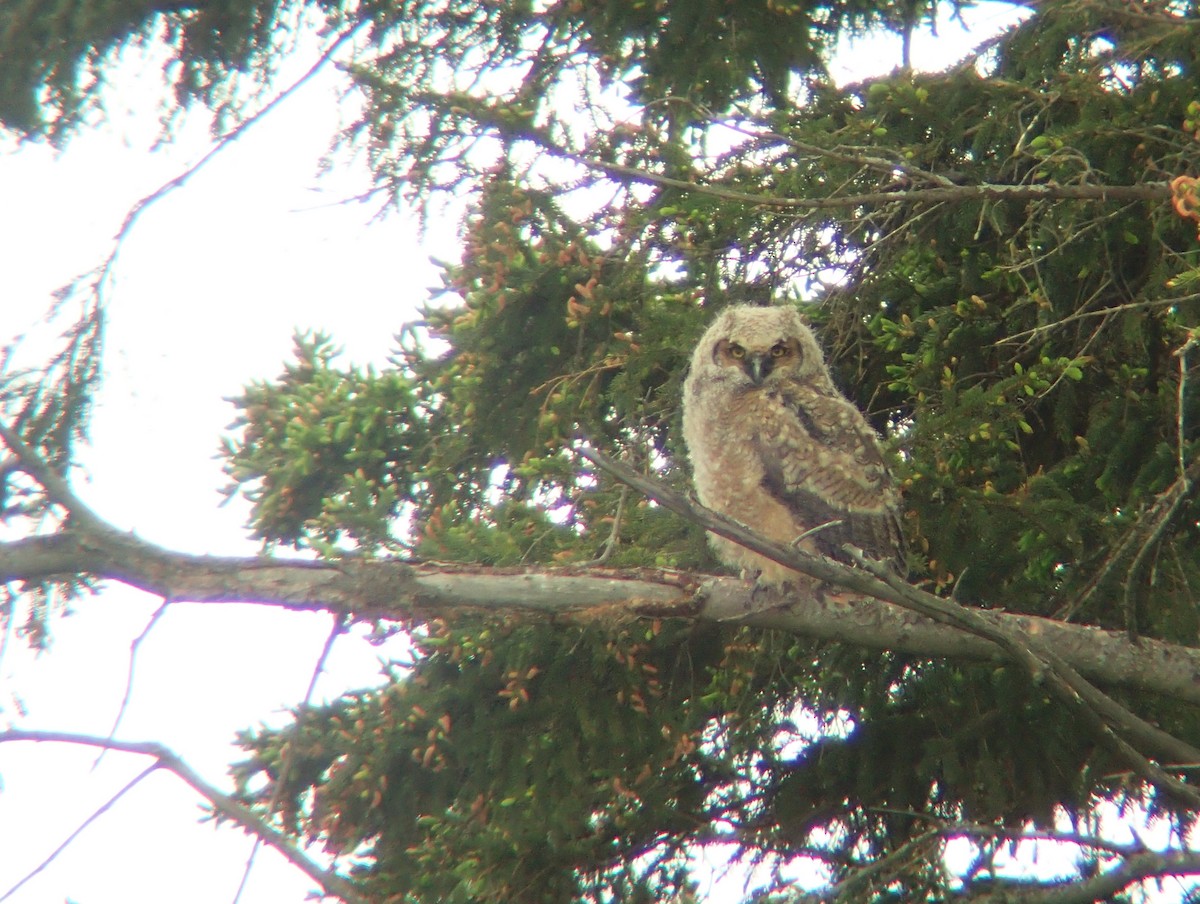Great Horned Owl - ML620040069
