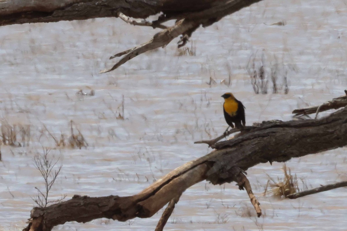 Yellow-headed Blackbird - ML620040071