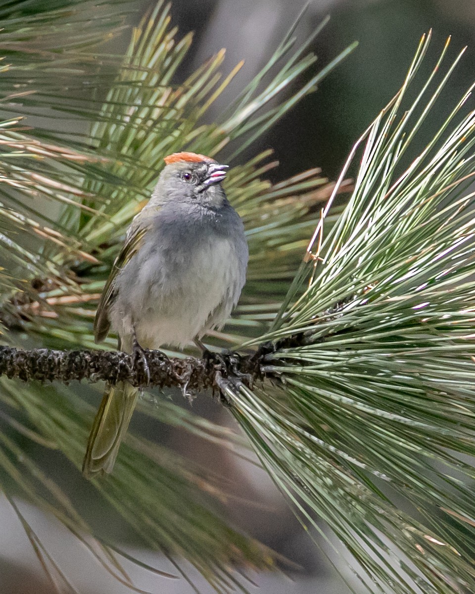 Green-tailed Towhee - ML620040081