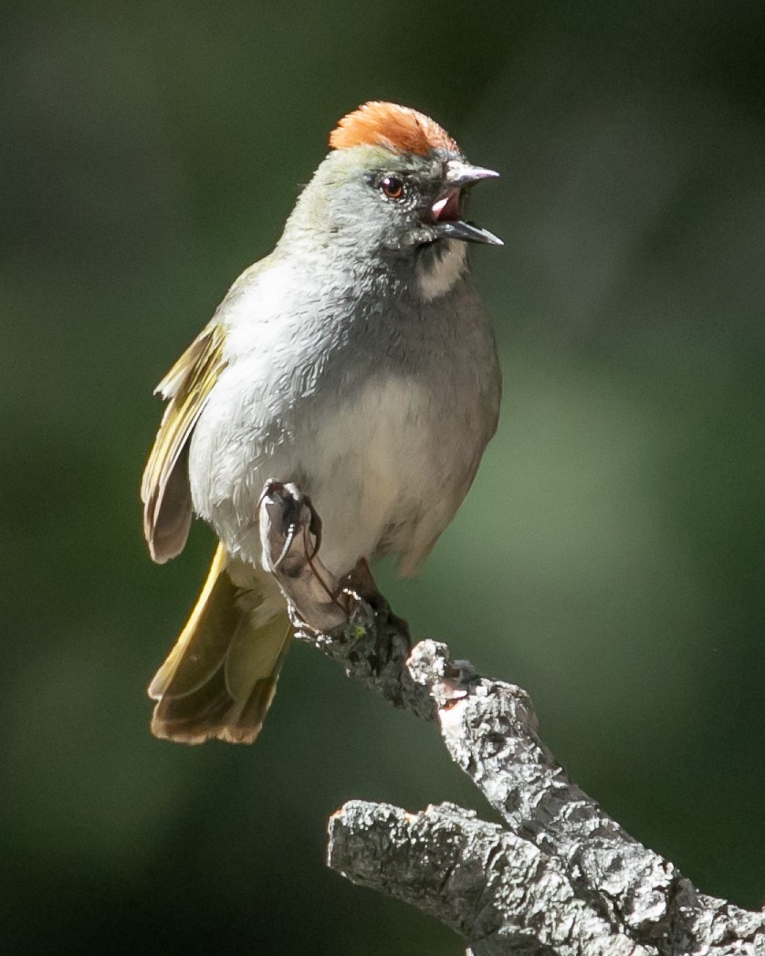 Green-tailed Towhee - ML620040082