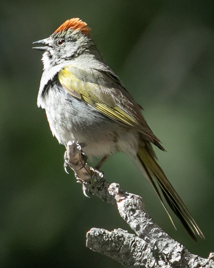 Green-tailed Towhee - ML620040083