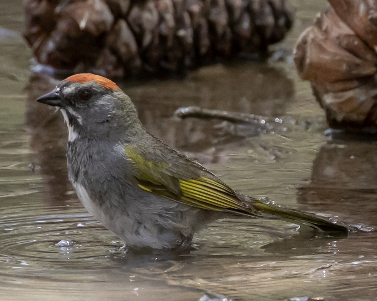 Green-tailed Towhee - ML620040084