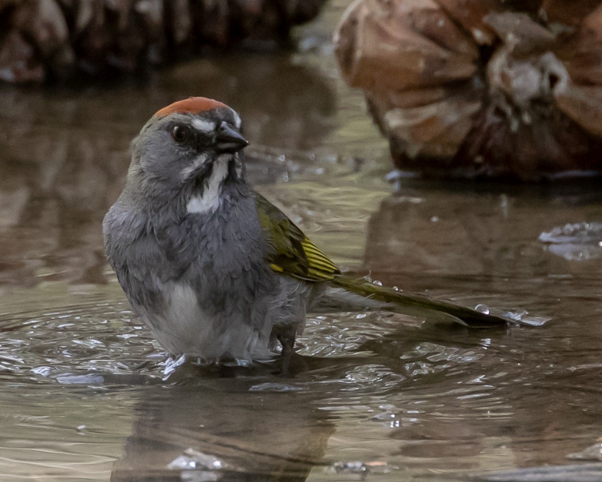 Green-tailed Towhee - ML620040085