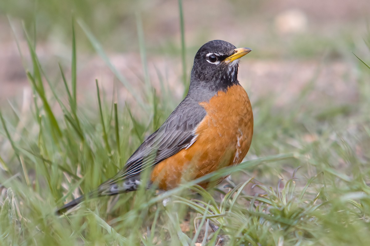 American Robin - ML620040092
