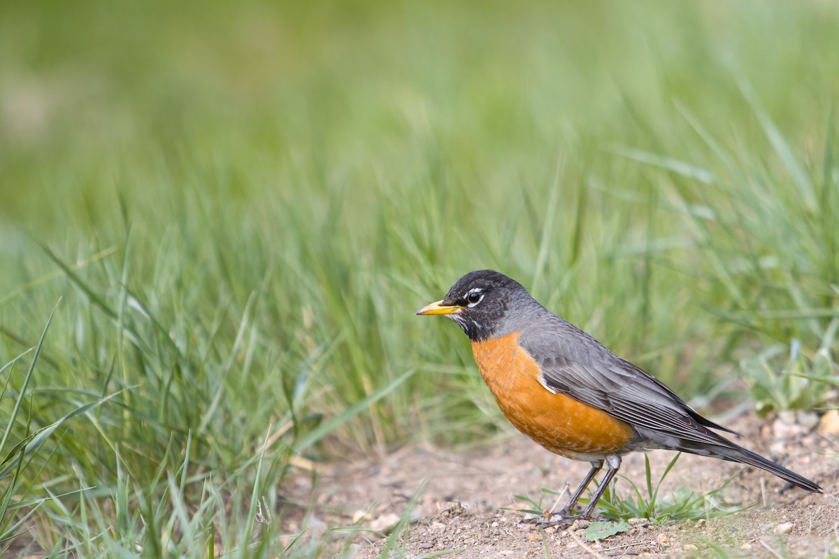 American Robin - ML620040093