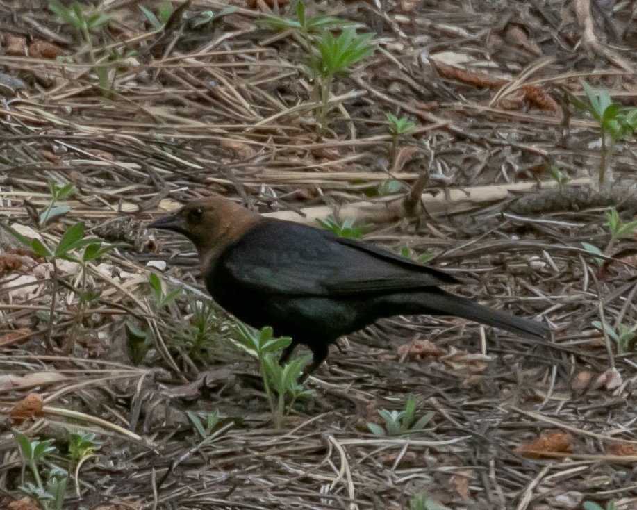 Brown-headed Cowbird - ML620040097