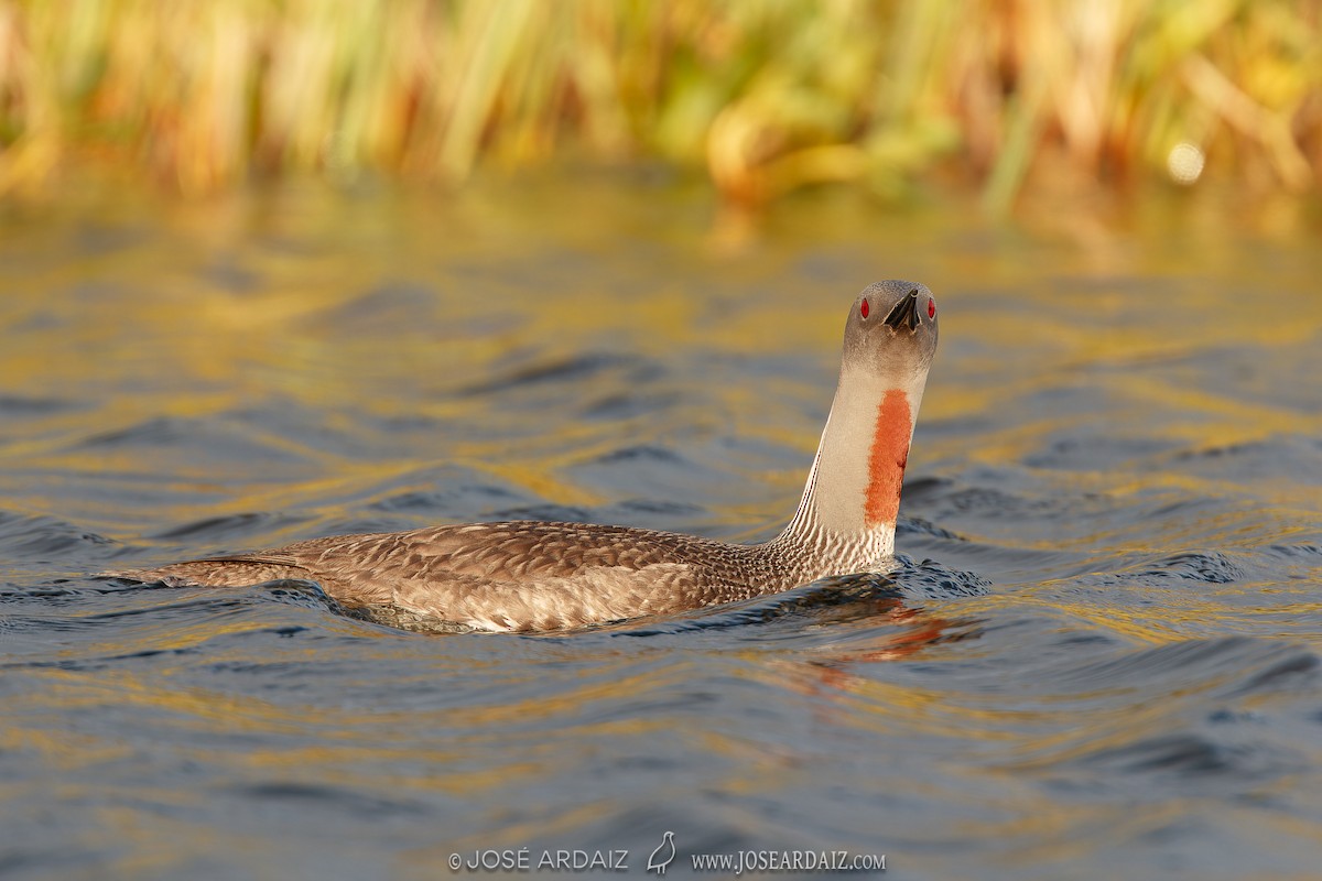 Red-throated Loon - ML620040099