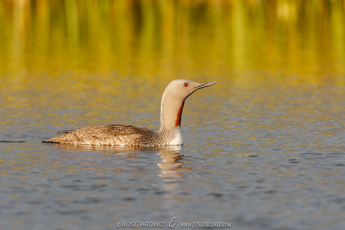 Red-throated Loon - ML620040100
