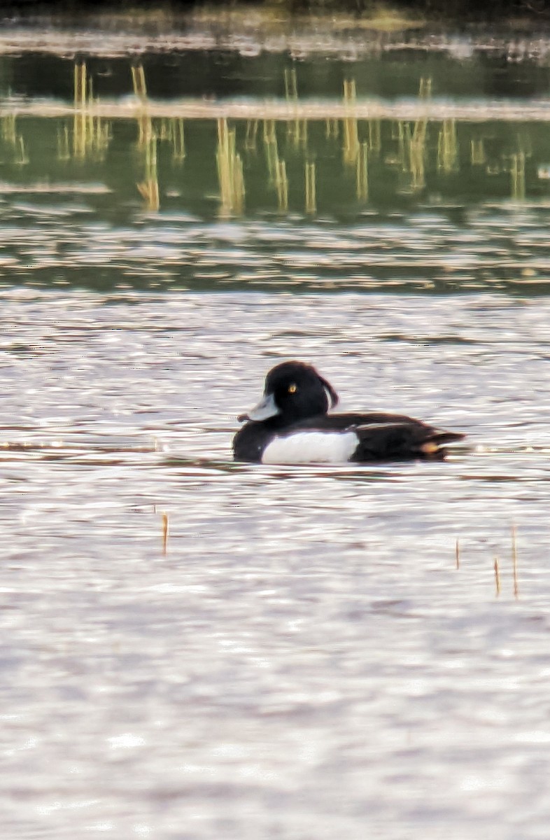 Tufted Duck - ML620040116