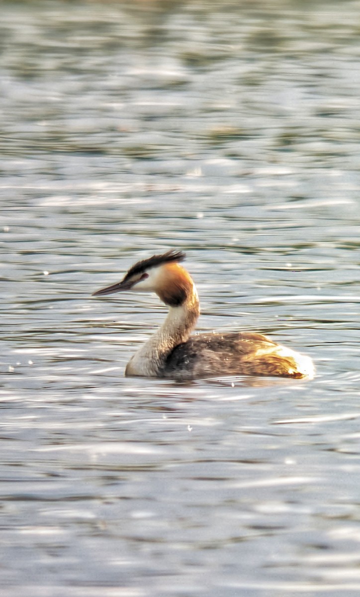 Great Crested Grebe - ML620040119