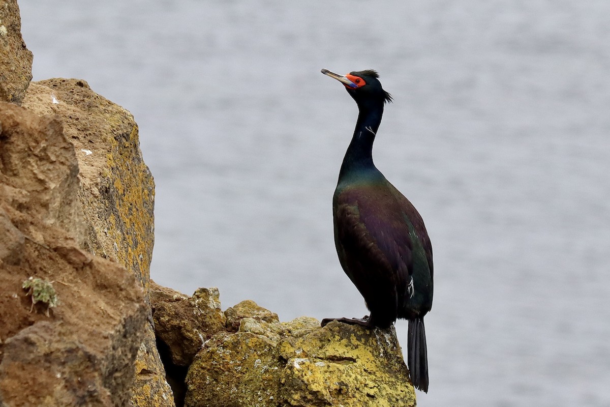 Red-faced Cormorant - ML620040132