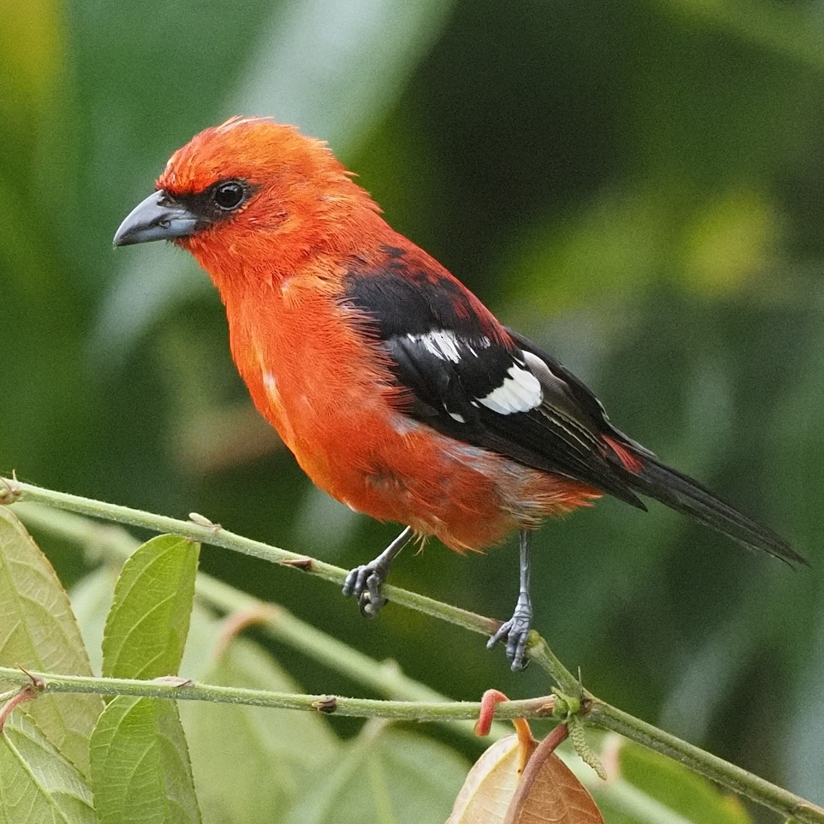 White-winged Tanager - ML620040142