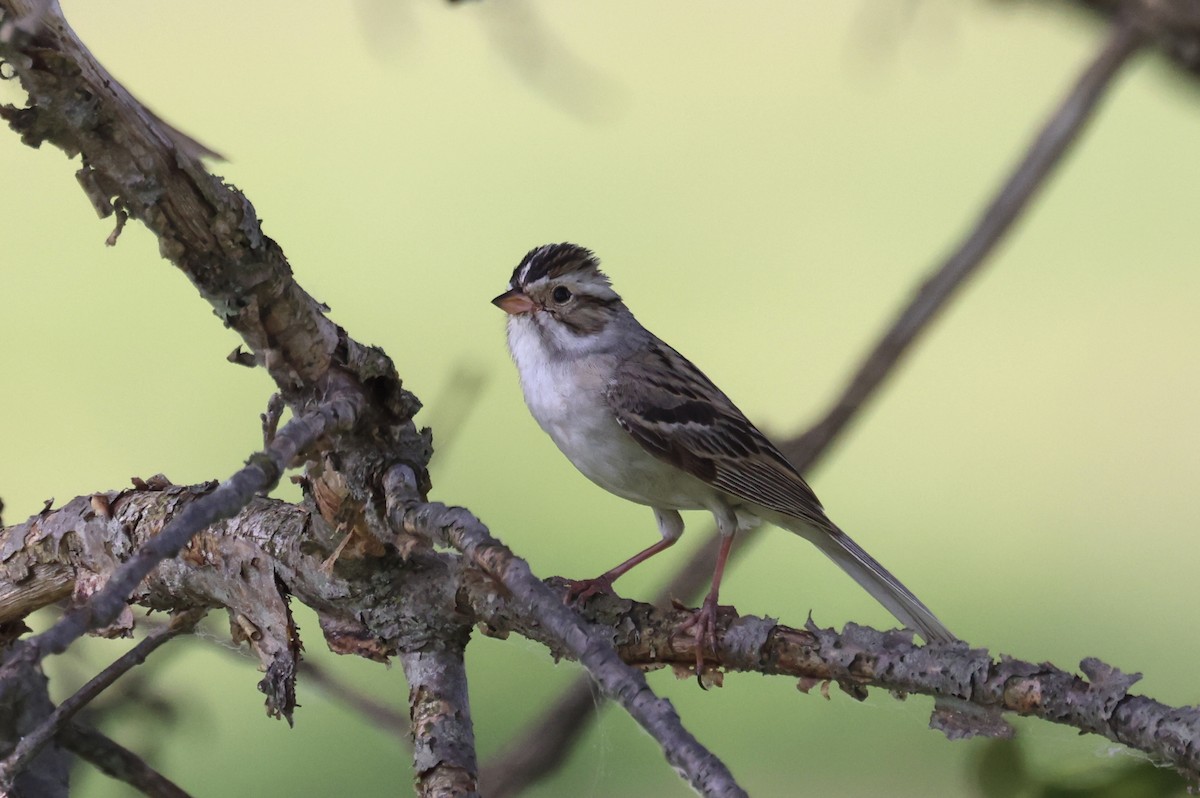 Clay-colored Sparrow - ML620040156