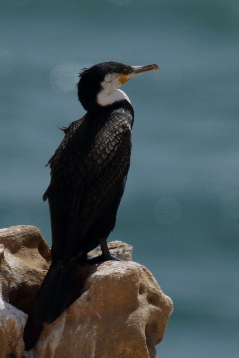 Great Cormorant - ML620040162