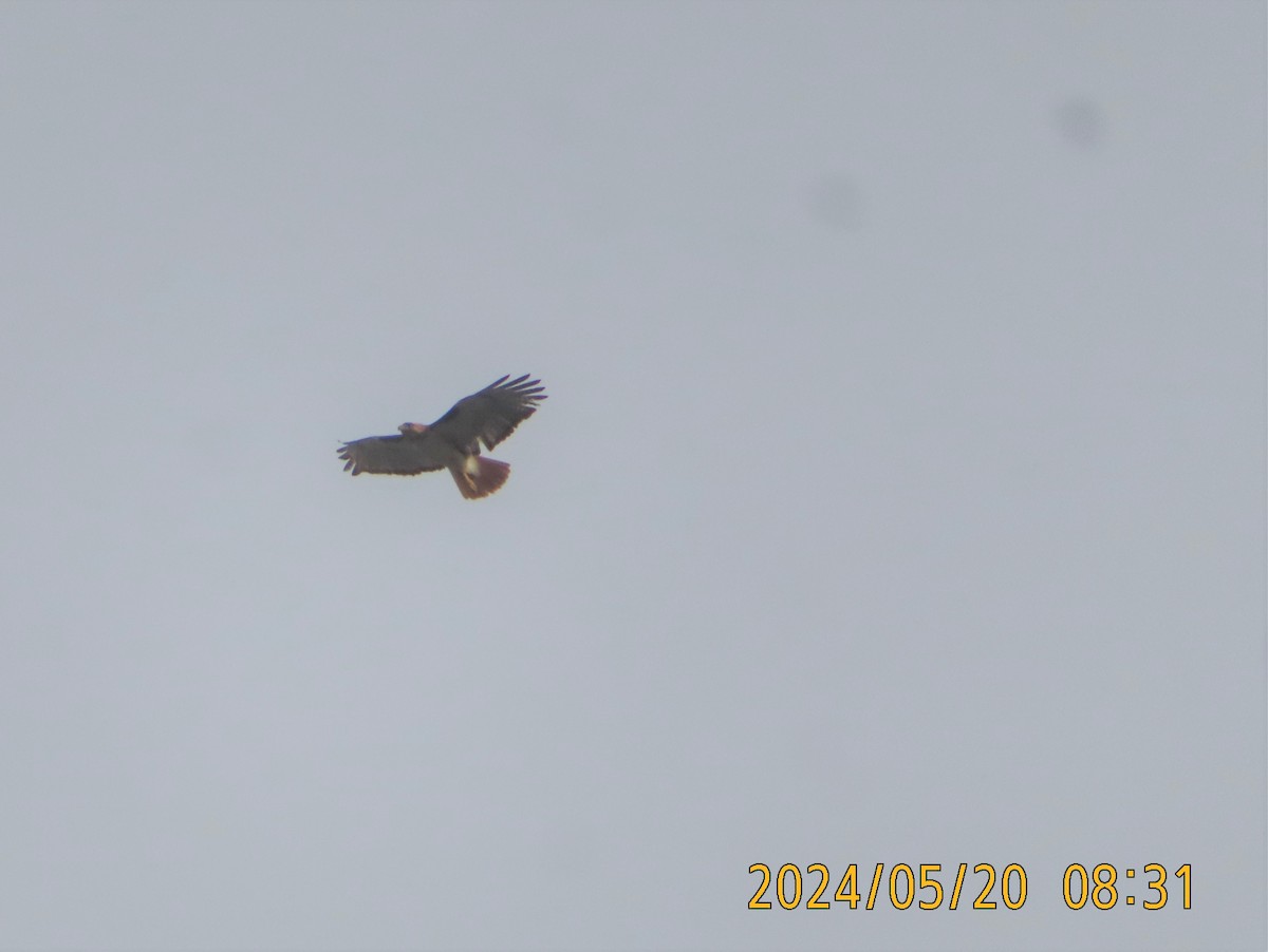 Red-tailed Hawk - ML620040167