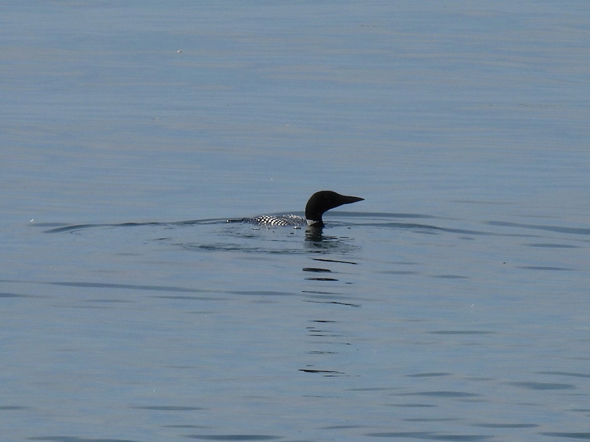 Common Loon - ML620040168