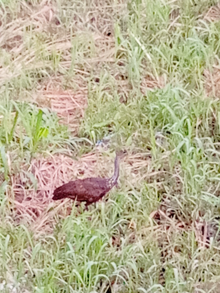 Limpkin - ML620040174