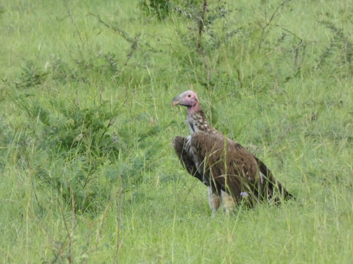 Lappet-faced Vulture - ML620040209