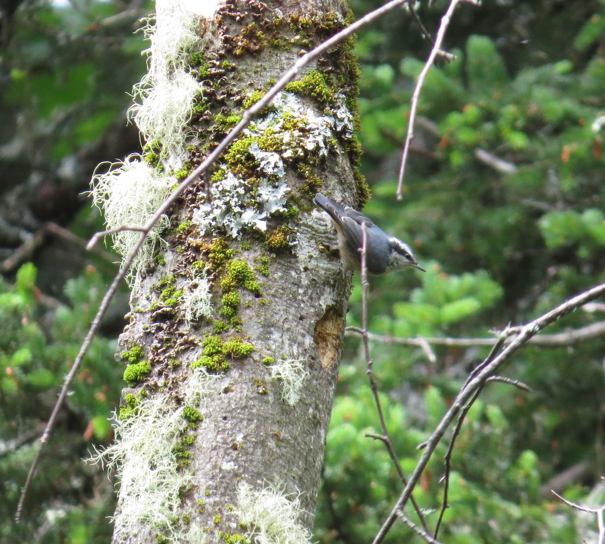 Red-breasted Nuthatch - ML62004021