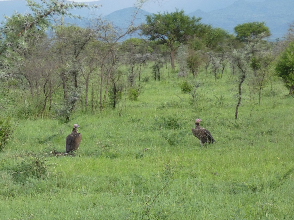 Lappet-faced Vulture - ML620040227
