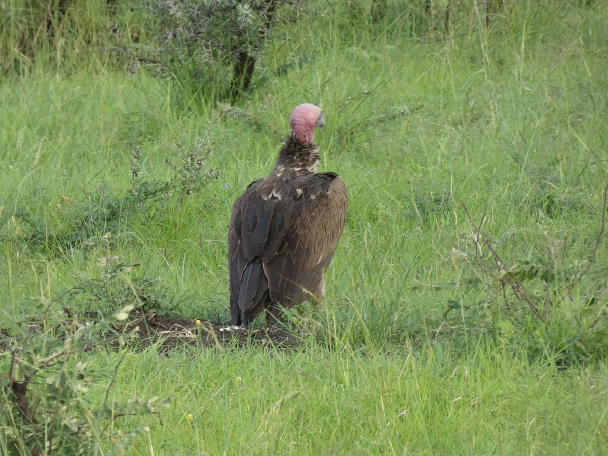 Lappet-faced Vulture - ML620040234