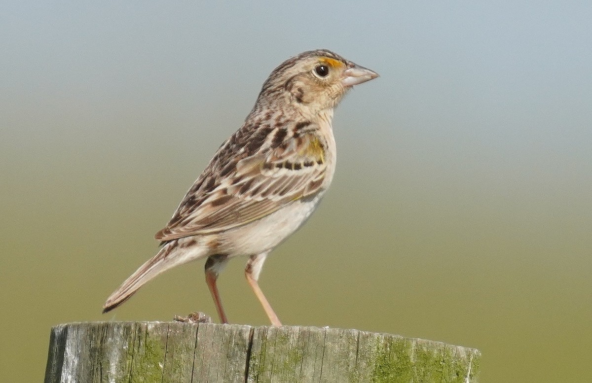 Grasshopper Sparrow - ML620040239