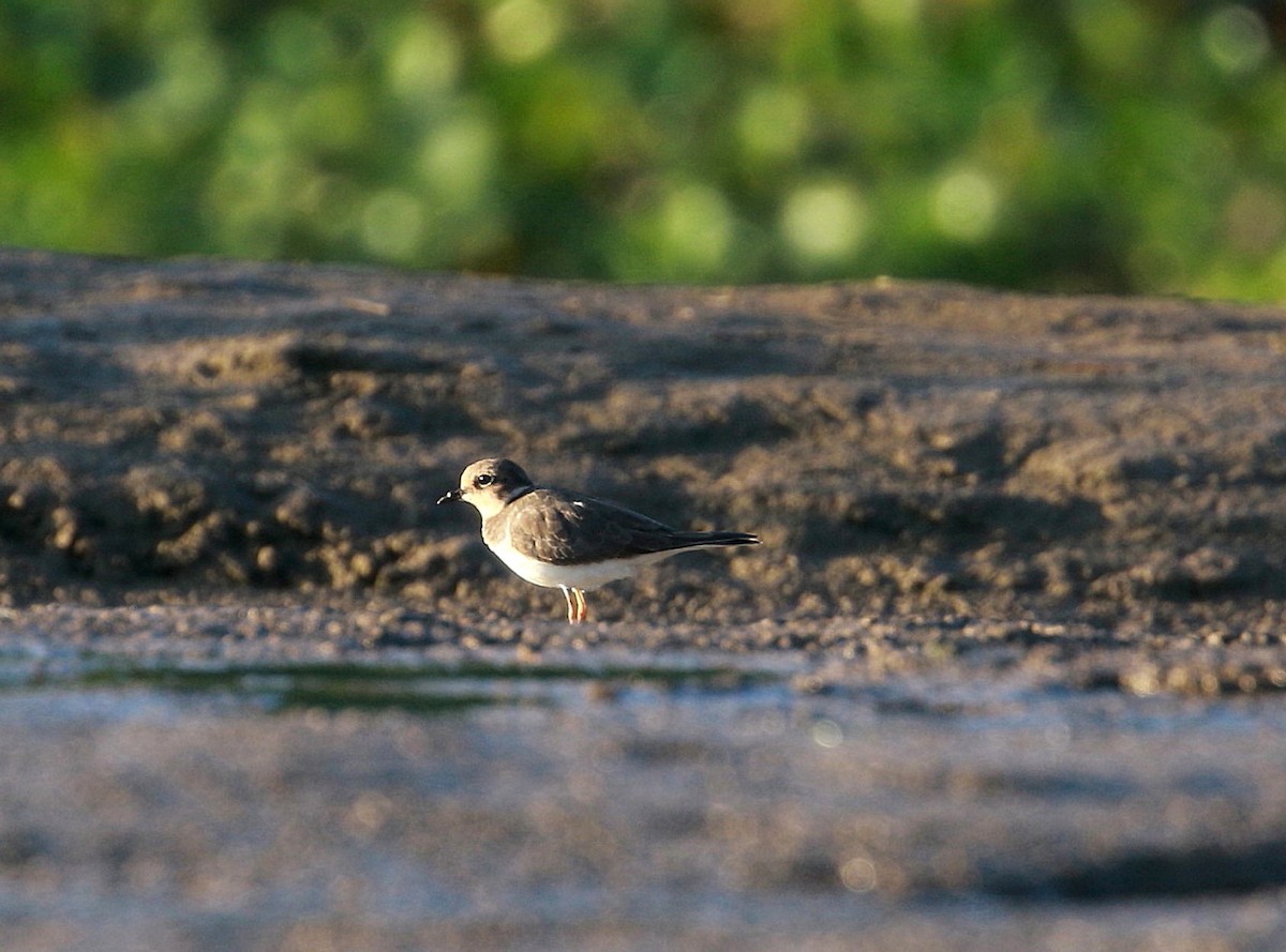 Little Ringed Plover - ML620040243