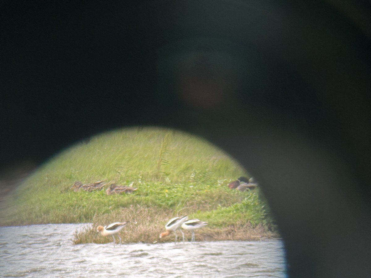 Avoceta Americana - ML620040272