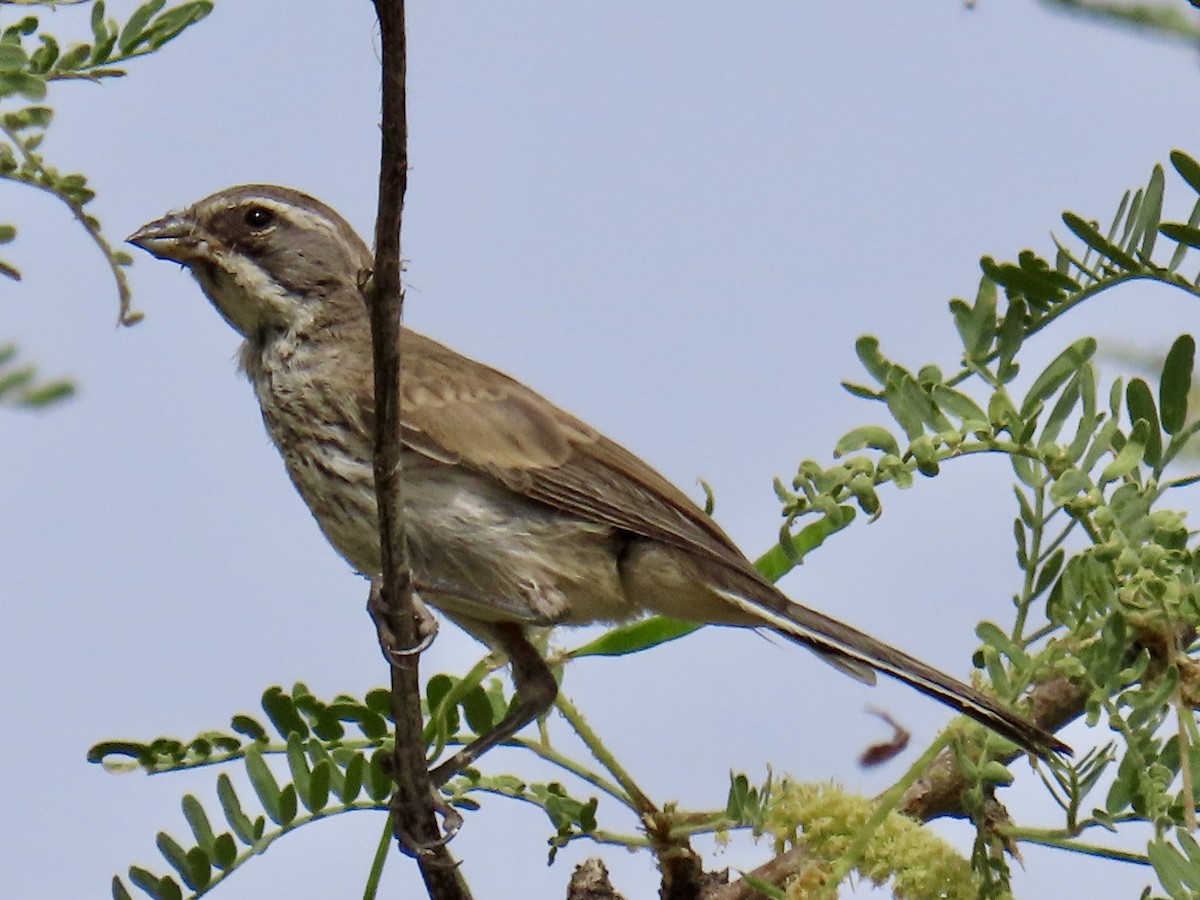 Black-throated Sparrow - ML620040313