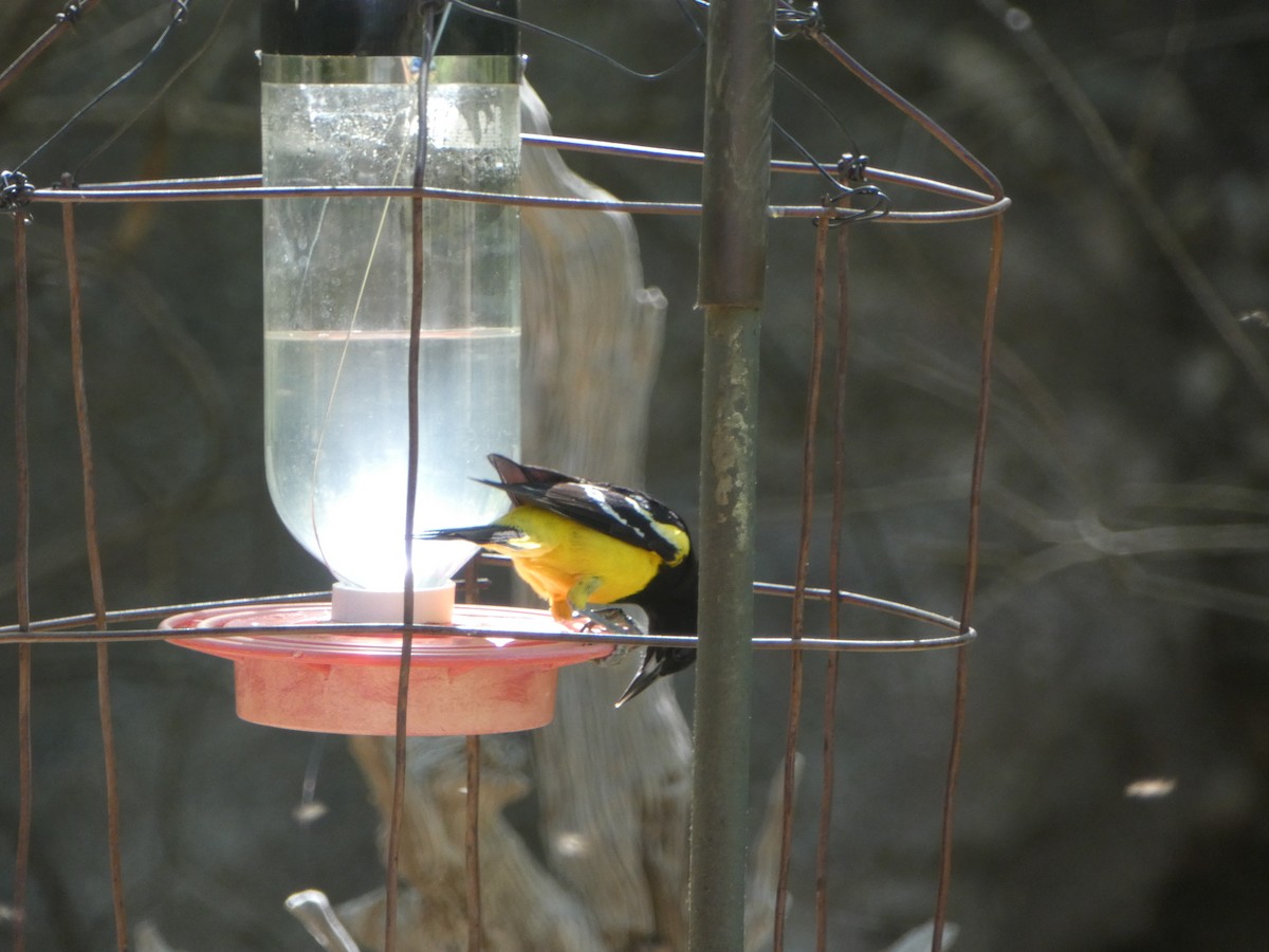 Oriole jaune-verdâtre - ML620040315