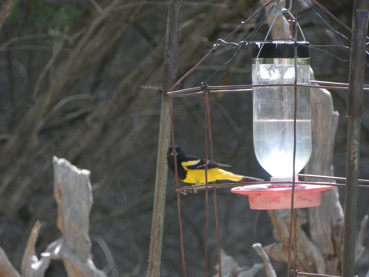 Scott's Oriole - ML620040322