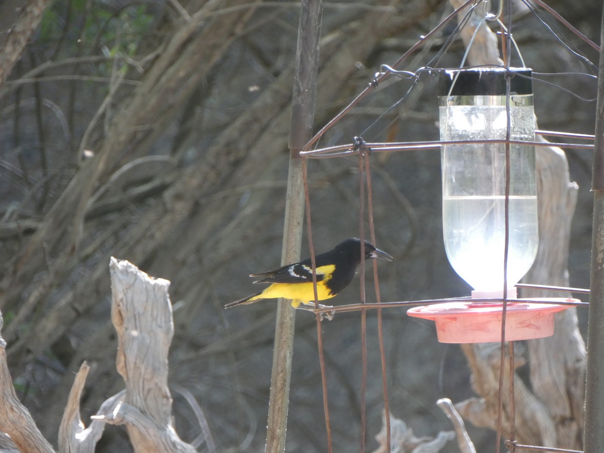 Scott's Oriole - ML620040328