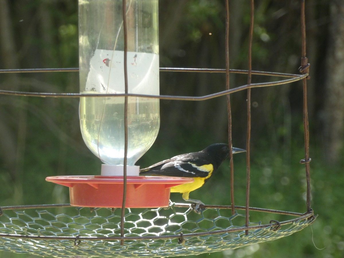 Scott's Oriole - ML620040359