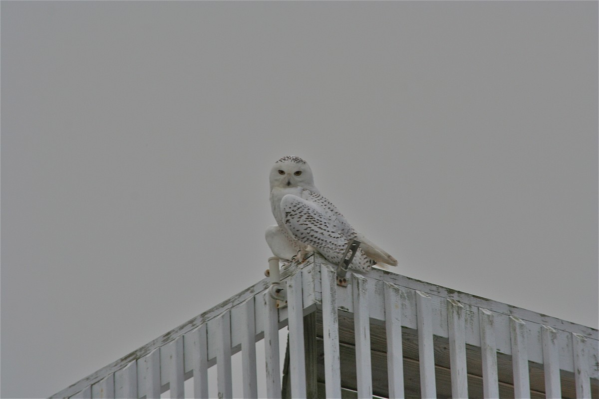 Snowy Owl - ML620040364