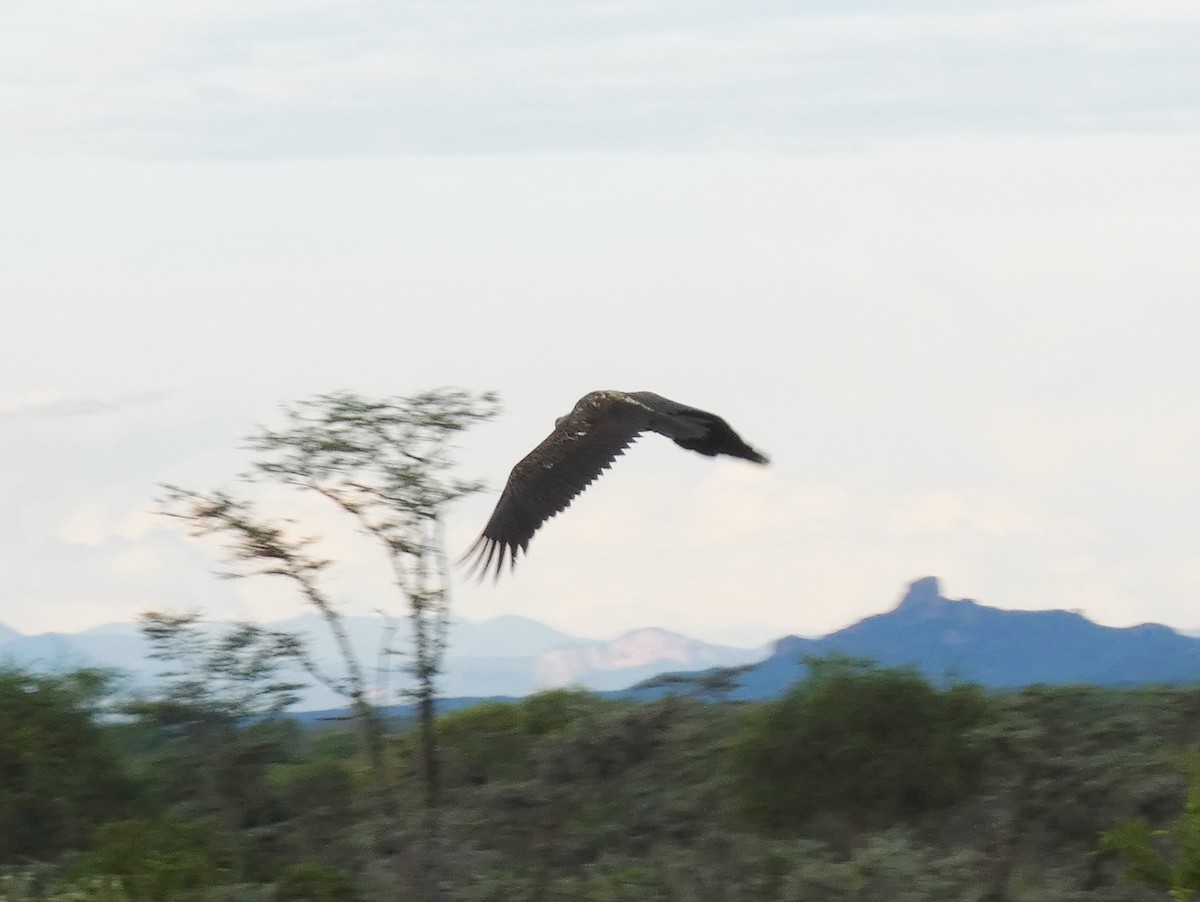 Lappet-faced Vulture - ML620040369
