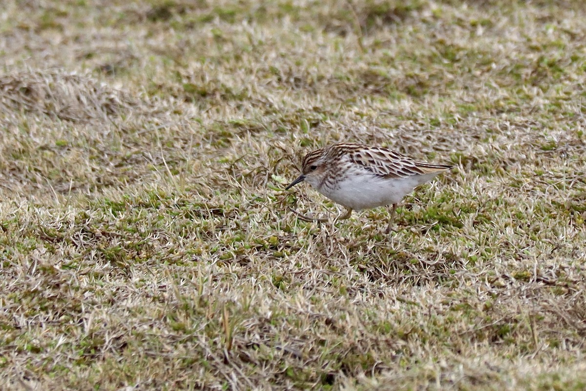 Long-toed Stint - ML620040379