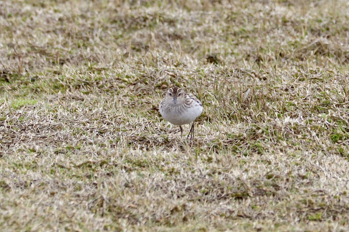 Long-toed Stint - ML620040380