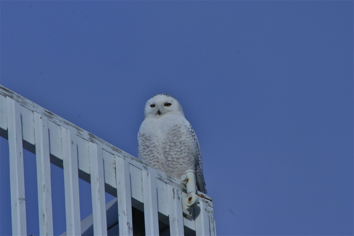 Snowy Owl - ML620040410