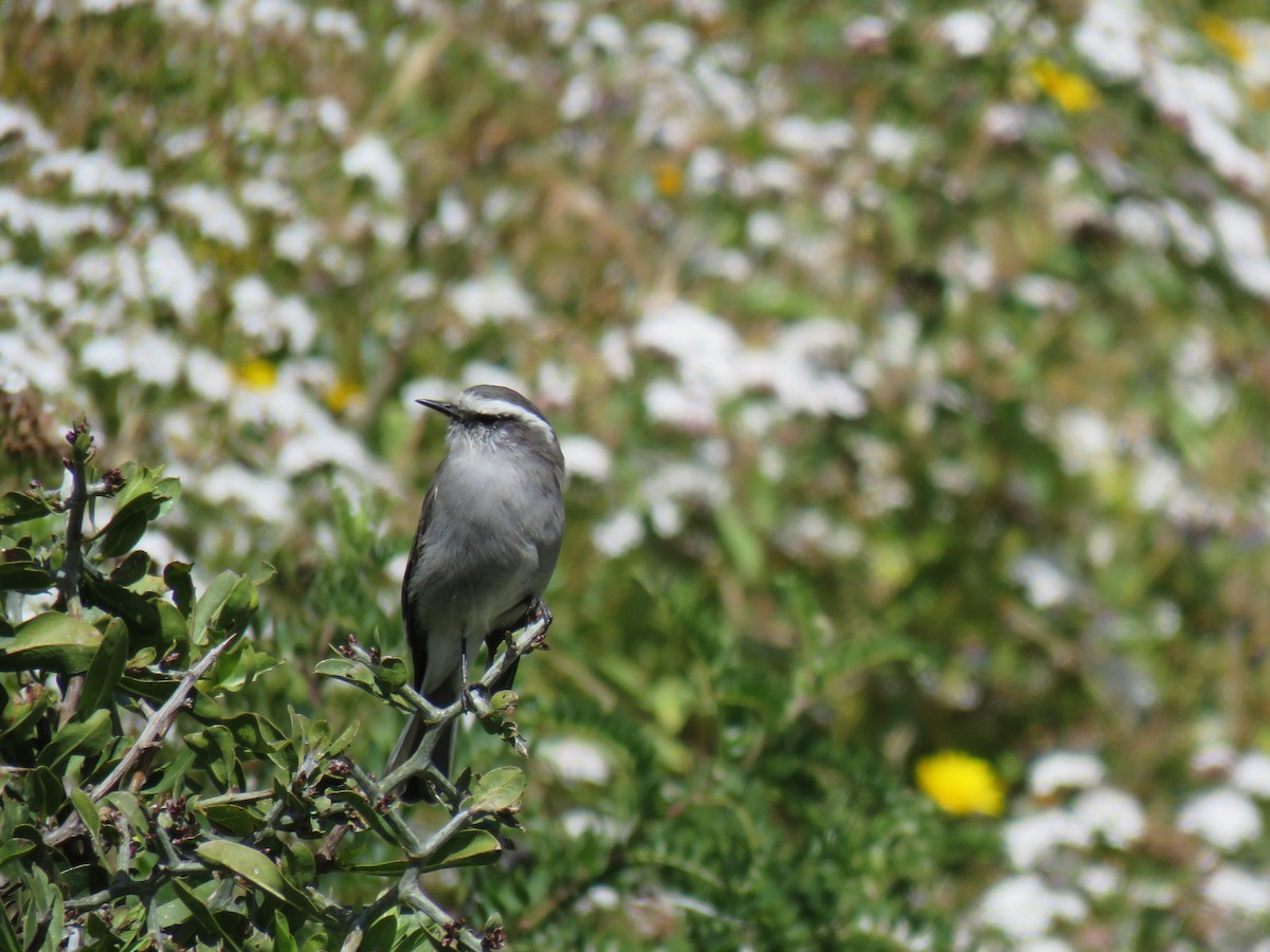 White-browed Chat-Tyrant - ML620040411