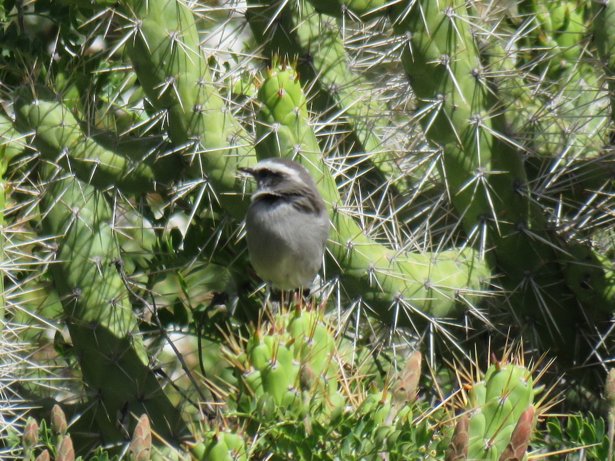 White-browed Chat-Tyrant - ML620040413
