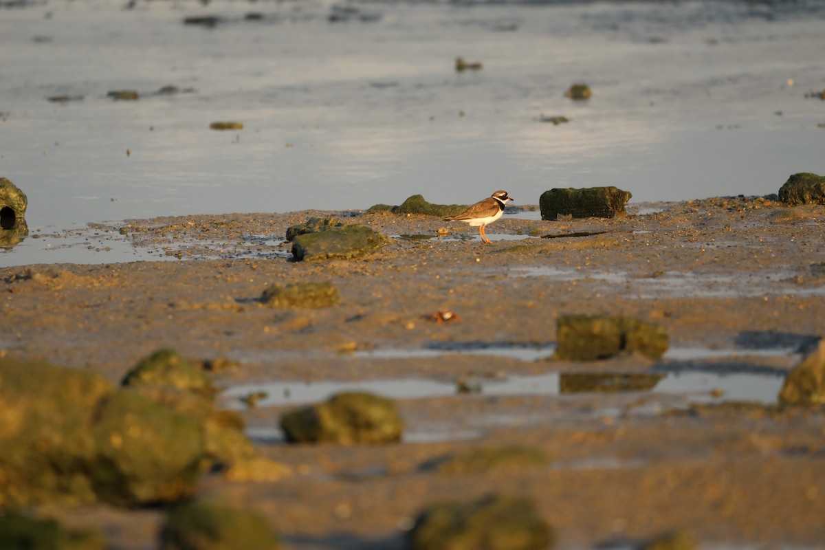Common Ringed Plover - ML620040440