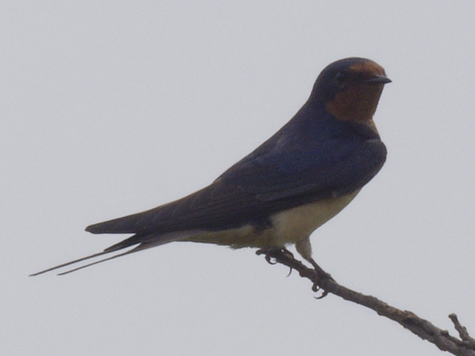 Barn Swallow - ML620040466