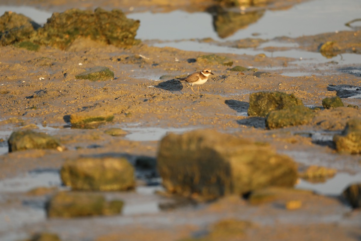Common Ringed Plover - ML620040485