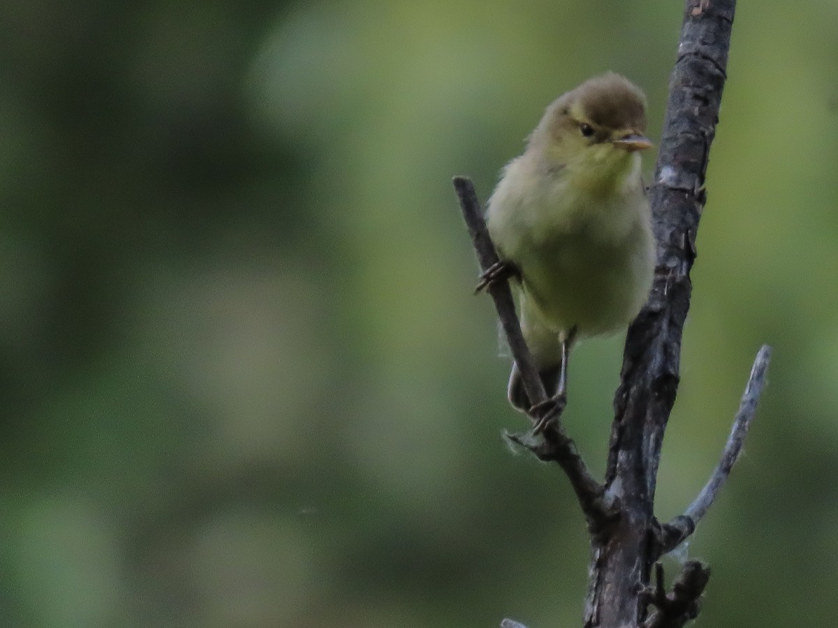 Melodious Warbler - ML620040496