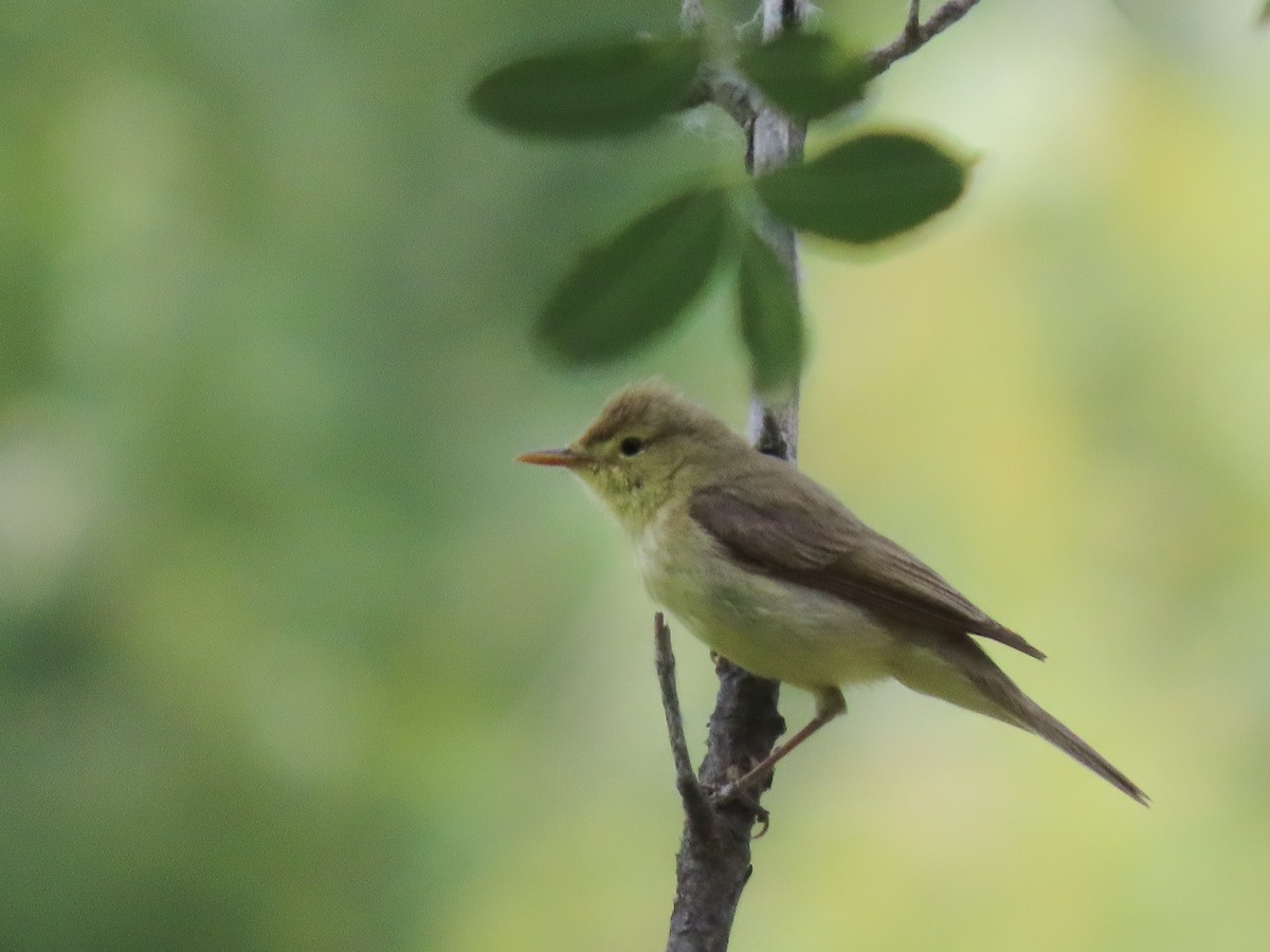 Melodious Warbler - ML620040497