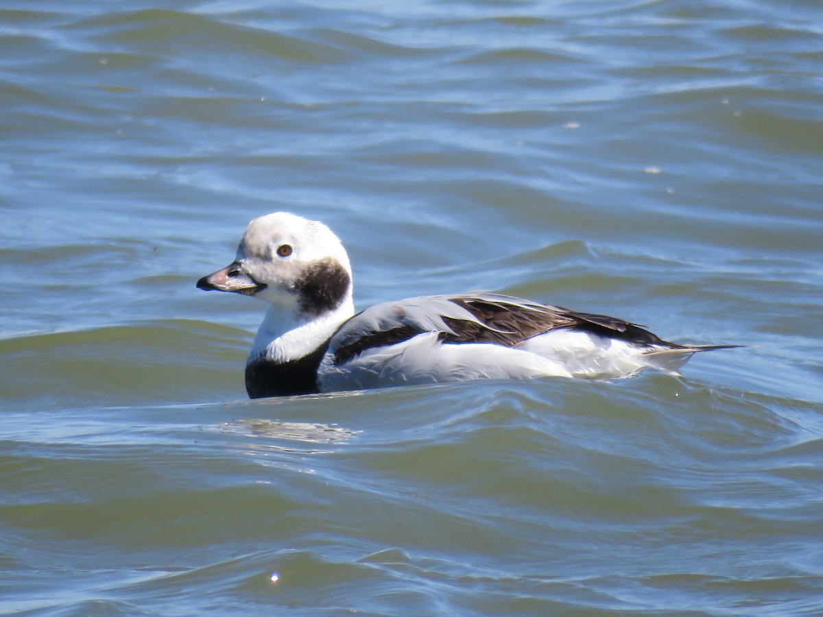 Long-tailed Duck - ML620040503
