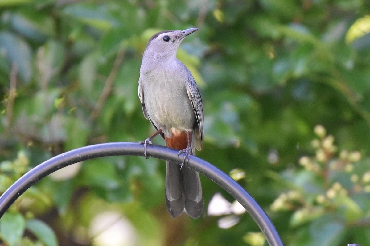 Gray Catbird - ML620040507