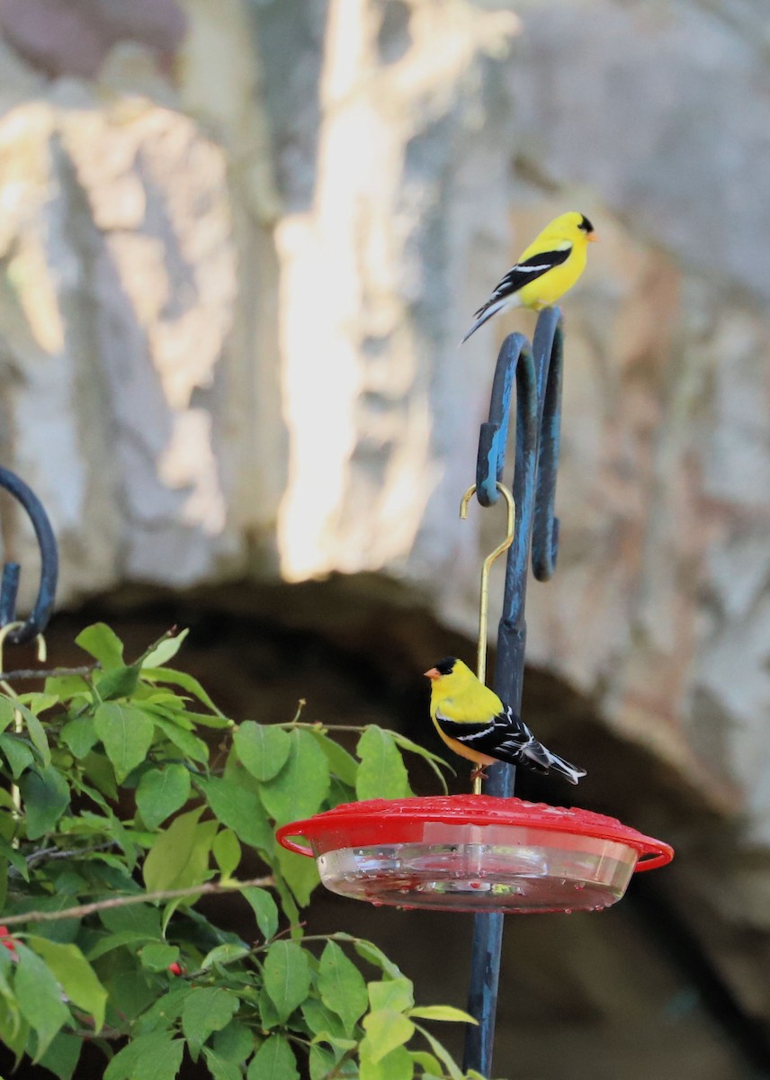 American Goldfinch - ML620040546