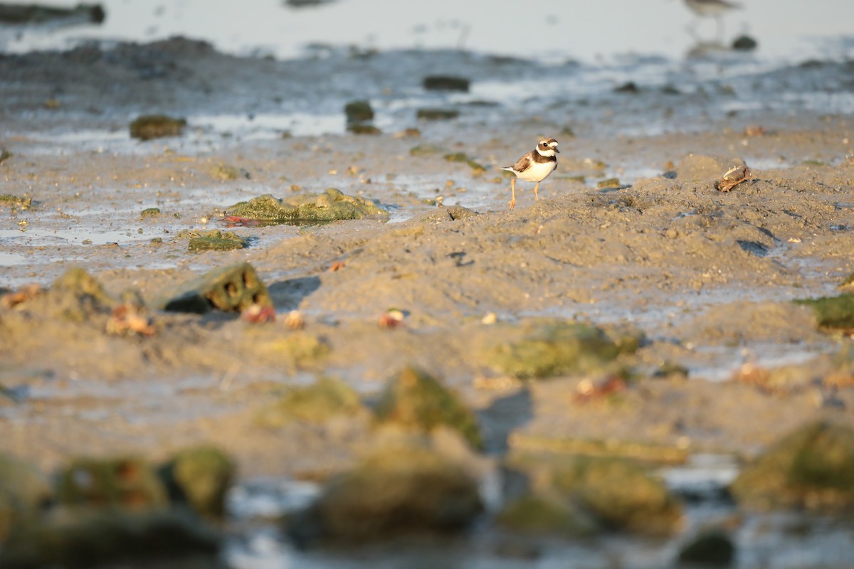 Common Ringed Plover - ML620040553